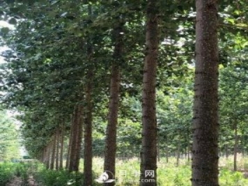 河南周口：培育出不飞絮的杨树新品种