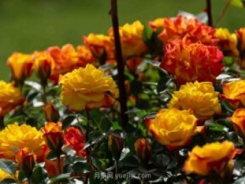 安阳市滑县森林公园月季花开放，赏花打卡正当时