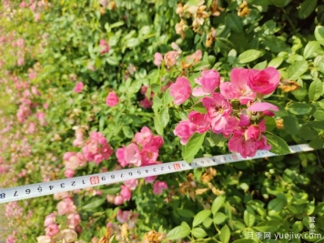 安吉拉月季盆栽苗，60厘米高基地发货