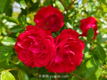 月季红木香爆花机器，花艳丽花量大花期长