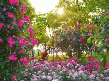 上海前滩休闲公园，月季花海盛景等你赏